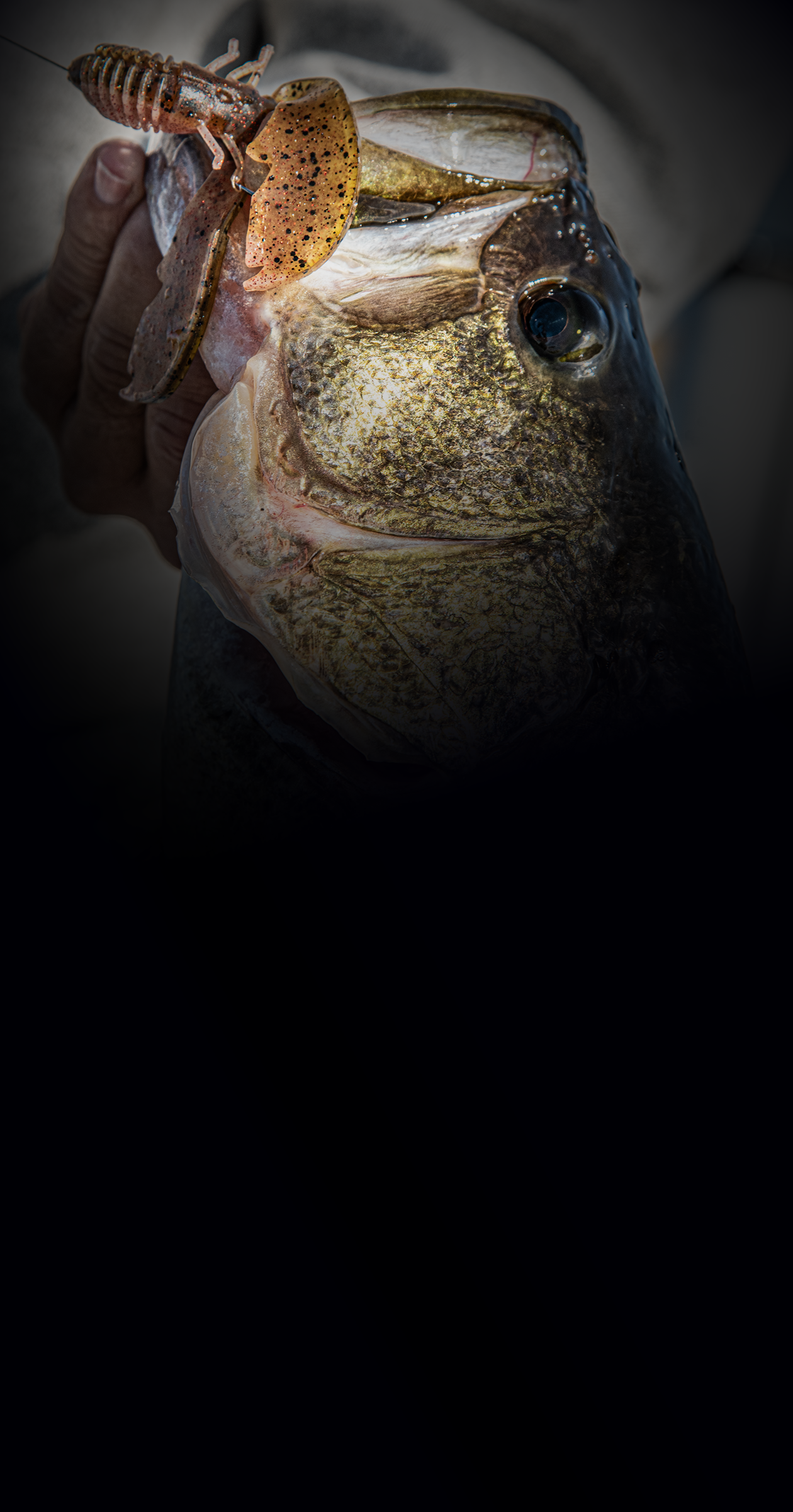 Mobile Header Kraw Fishing Lure